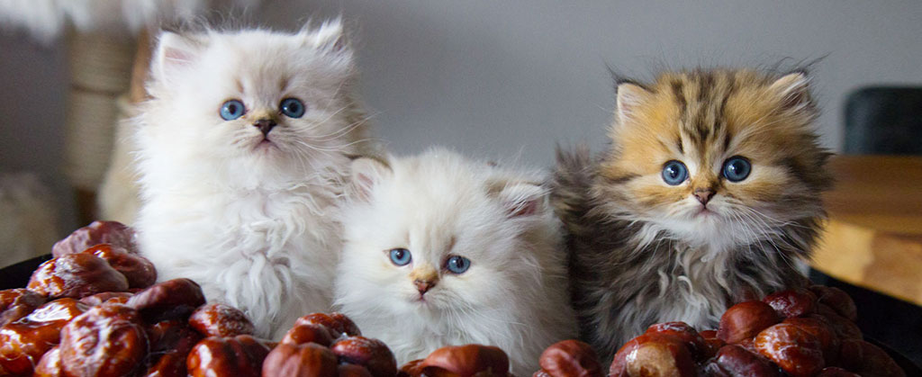 Britisch Kurzhaar und Langhaar kaufen - BKH Katzen Schweiz