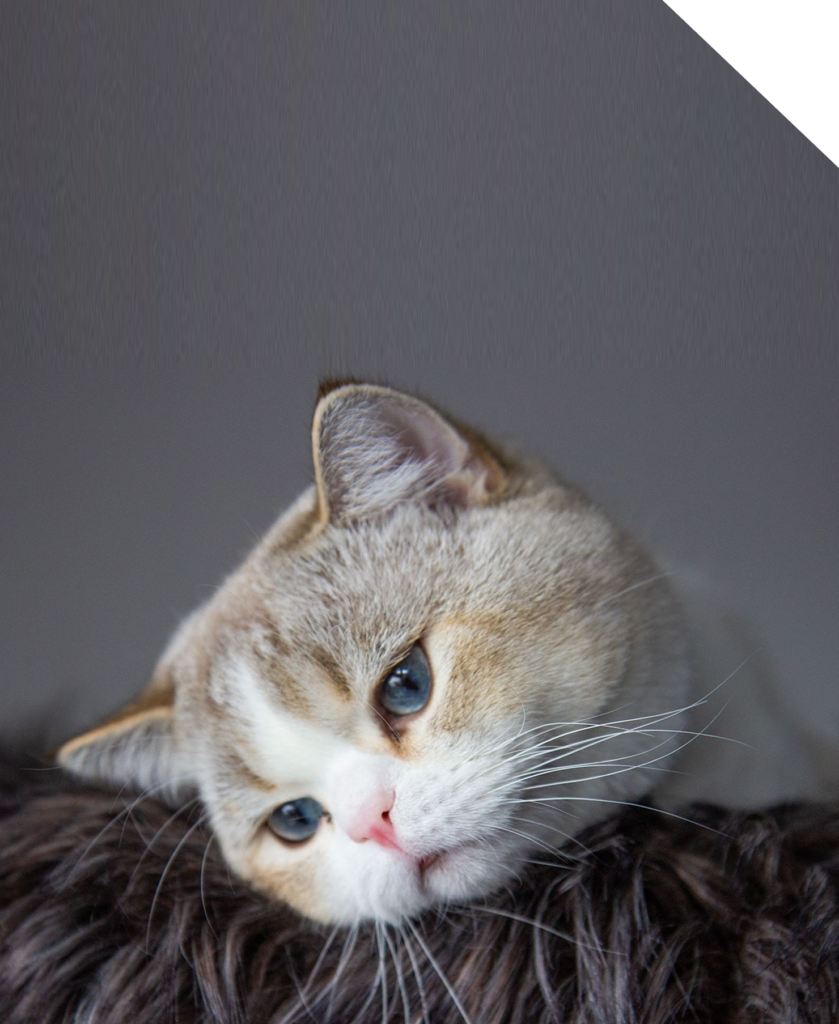 Britisch Kurzhaar und Langhaar kaufen - BKH Katzen Schweiz