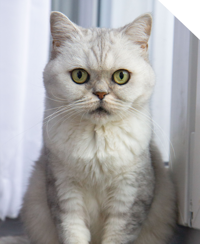 Britisch Kurzhaar und Langhaar kaufen - BKH Katzen Schweiz
