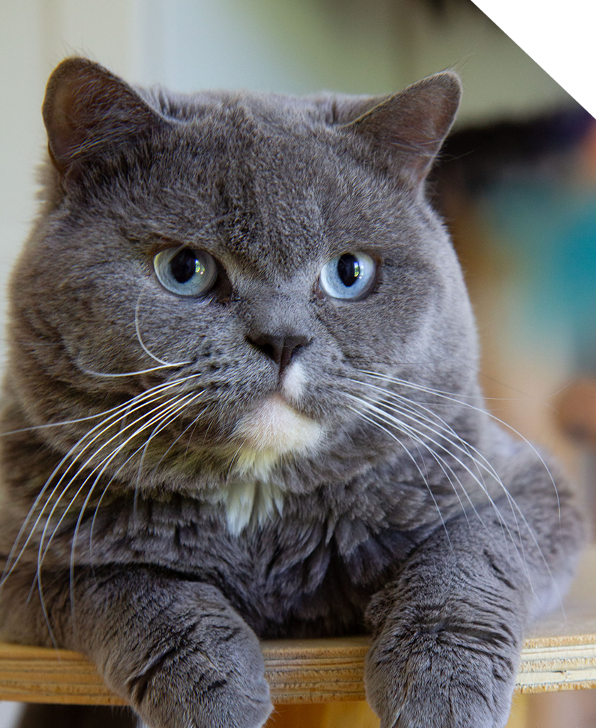 Britisch Kurzhaar und Langhaar kaufen - BKH Katzen Schweiz