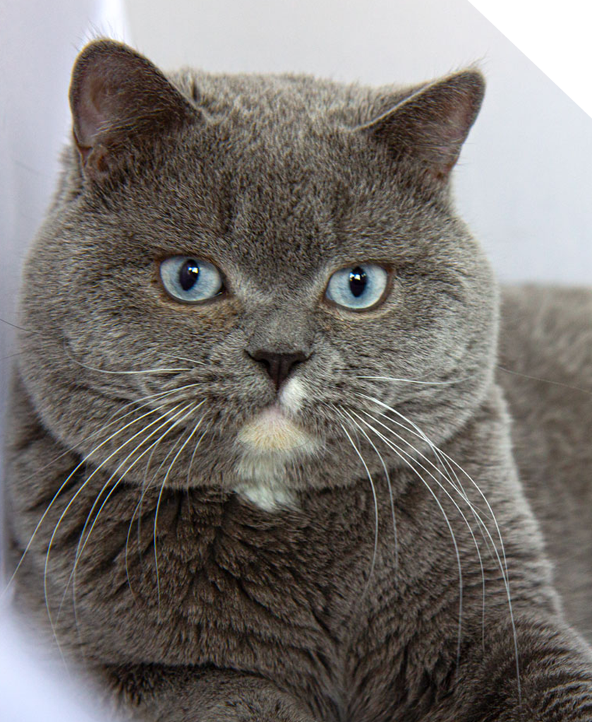 Britisch Kurzhaar und Langhaar kaufen - BKH Katzen Schweiz