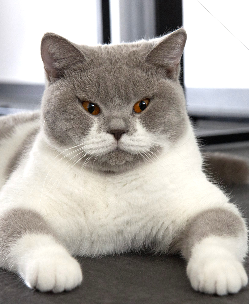Britisch Kurzhaar und Langhaar kaufen - BKH Katzen Schweiz